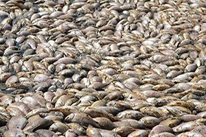 Binlerce Balık Telef Oldu