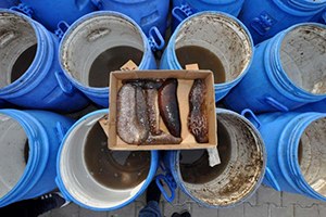 Çanakkale de Deniz Patlıcanı Operasyonu