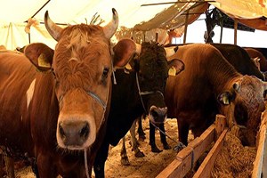 Hayvan Sayımı Hızlı Bir Şekilde Yapılacak