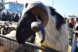 İzmir Büyükşehir Belediyesi Üreticiye Küçükbaş Hayvan Dağıttı
