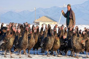 Köy Hindisine Yılbaşı Rağbeti