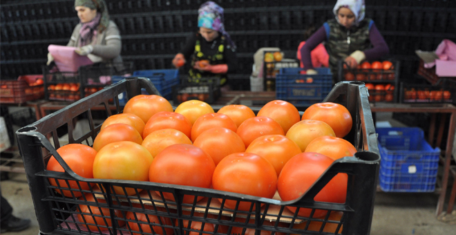 Kriz Endişesi Türk Domatesine Yeni Pazarlar Kazandırdı