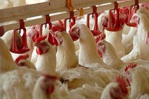 1 Ocak ta O Yem Yasak