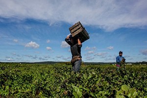 AB de Kişi Başı Tarımsal Gelir Düşüşte