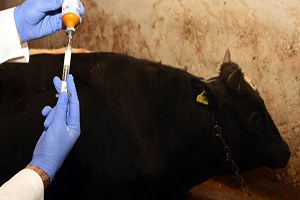 Zonguldak ta Şap Karantinası