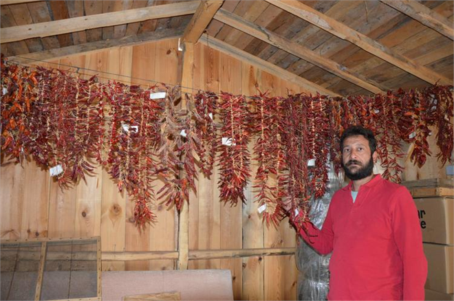 Yerli Tohumu Yaşatmaya Çalışıyorlar