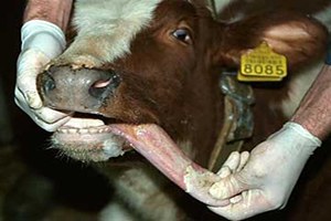 Ağrı da Şap Karantinası