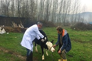 Bartın da Nepal Şapı Karantinası