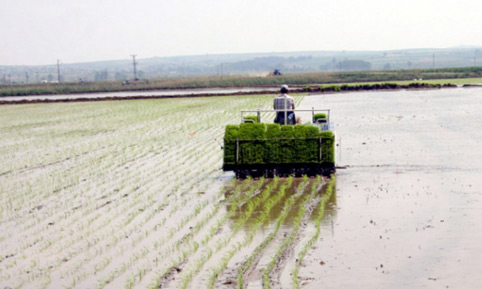 Dünya Gelecek Yıl Daha Az Pirinç Üretecek