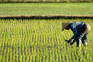 Çin 100 Milyon Çiftçiye Kentlerde İkamet Hakkı Veriyor