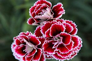 İthal Gül Yerine Yerli Karanfil Alın Çağrısı