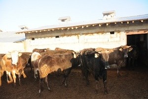 Karantinaya Alınan Bölgelerde Aşılama Çalışması