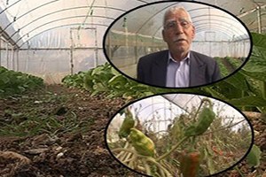 Urfa da Zirai İlaçlamada Yanlış İlaç İddiası