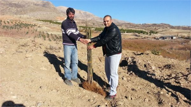 Modern İncir Bahçeleri Kuruluyor