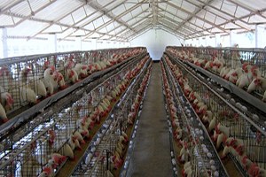 Bingöl e Devlet Desteğiyle 9 Tavukçuluk Tesisi