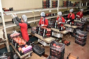 Domatesi Christmas Kurtardı