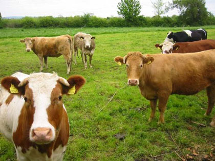 Hayvancılık Ülke Genelinde Risk Altında