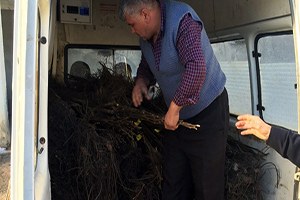 Küre de 1470 Adet Ceviz Fidanı Dağıtıldı