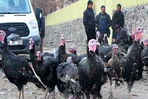 Organik Hindiler Görücüye Çıktı