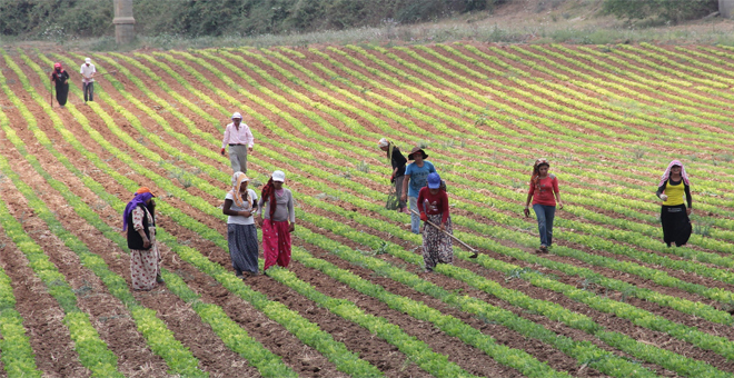Tokat ta 3 Milyon Ton Tarımsal Üretim Yapılıyor