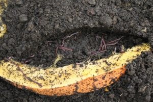 Üniversiteli Solucanlar Topraklarımızı Çoraklaşmaktan Kurtaracak