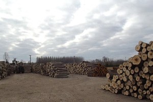 Çiftçi Fındığa Yöneldi Kavak Popülasyonu Tehlikede