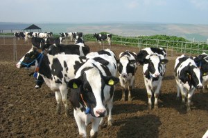 Şap Hayvan Piyasasını Etkiledi