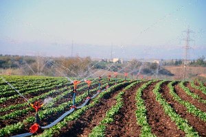 Adana Yağmur Yağmayınca Buğday ve Patates Tarlaları Sulanmaya Başlandı
