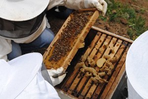 Arıcılık Kursuna Yoğun Talep