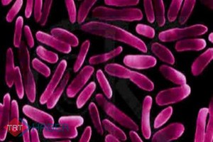 Bakteriler Bitkilerin Muhafız ı