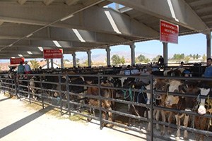 Bolvadin de Şap Hastalığı Hayvan Pazarını Kapattı