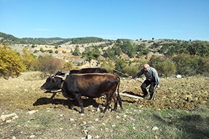 Çiftçiler Sertifikalı Sürü Yönetimini Sevdi