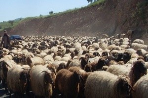 Kırklareli nde Sürü Yönetimi Kursu