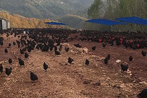 Köylerden Yumurta Topladı Tavuk Çiftliği Kurdu