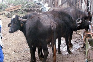 Manda Sütüne Rağbet Artıyor