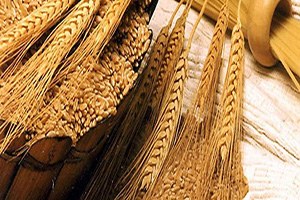 Türkiye ye Hububat İhracatına Sınır Yok