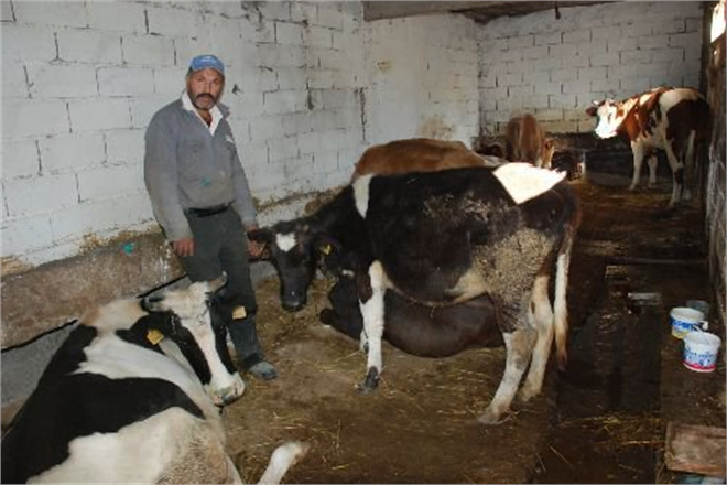 Malatya da Şap Uyarısı