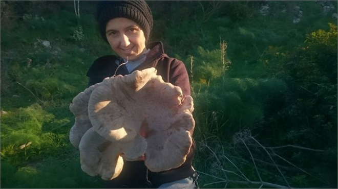 Bodrum un Enerji Mantarları