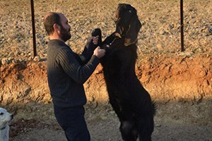 Batman da İlk Defa Halep Keçisi Yetiştiriciliği