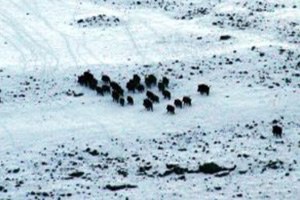 Aç Kalan Domuz Sürüsü Köye İndi