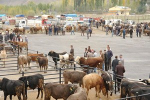 Afyon da Şap Karantinası 2 Ay Daha Uzayabilir Üretici ve Esnaf Tedirgin