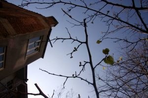 Bursa da 76 Yıllık Dut Ağacı Mevsimleri Karıştırdı