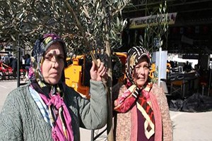 Edremit Zeytin Sonu Hasat Şenliği 20 Ocak ta