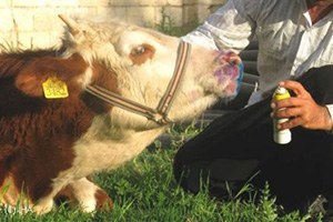 Kavak ta Hayvan Hastalıklarına Karşı Koruyucu Çalışmalar