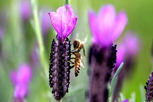 Lavanta Köydeki Gençlerin Umudu Oldu