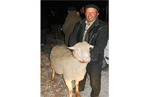 Afyonkarahisar da Çiftçilere Damızlık Koç Dağıtıldı