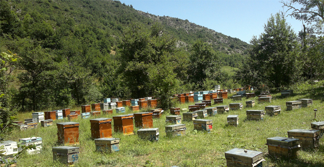 Arıcılara Destekleme Müjdesi