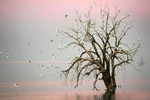 İklim Kurtarılacak Ama Ölçümler Karışık