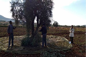 Kilis te Bu Yıl Zeytin Rekoltesi Yüksek