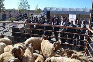 Kırıkhan da Üreticilere Damızlık Koç Dağıtıldı